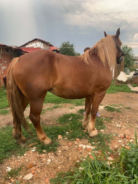 Iapă de vânzare de șase ani