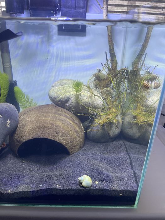 Аквариум с рыбой