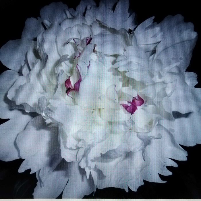 Продам корни пиона