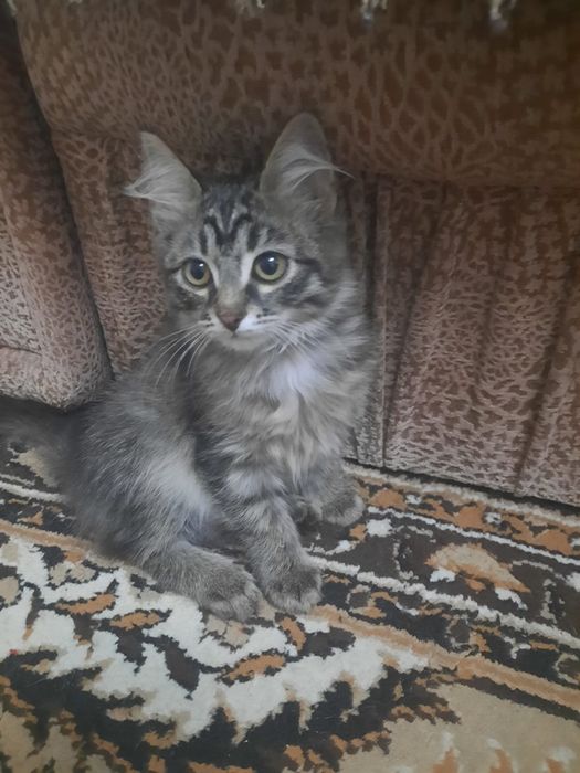 Котенок девочка ищет дом!