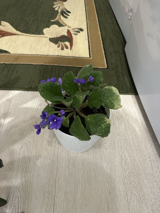 Продам комнатные цветы от 1000 тг