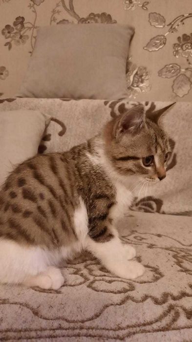 Малыш с бенгальским окрасом ищет семью