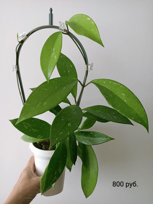 ПРОДАНО Хойя (Hoya publicalyx silver pink)