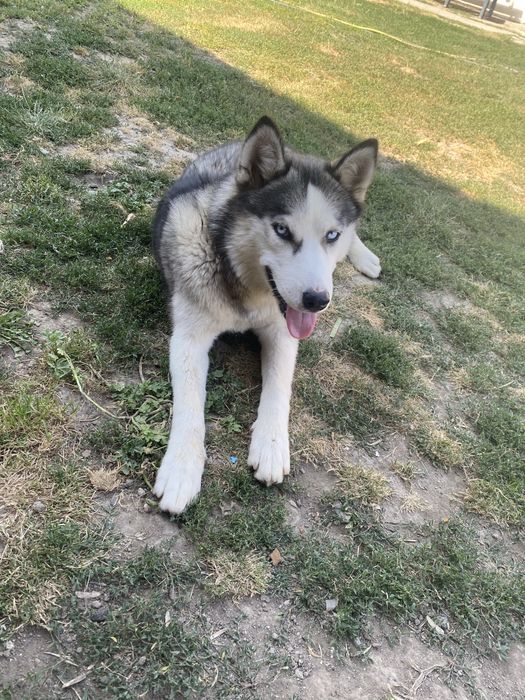 Donez husky de un an de zile