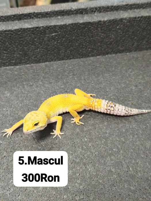 Soparla Gecko Leopard