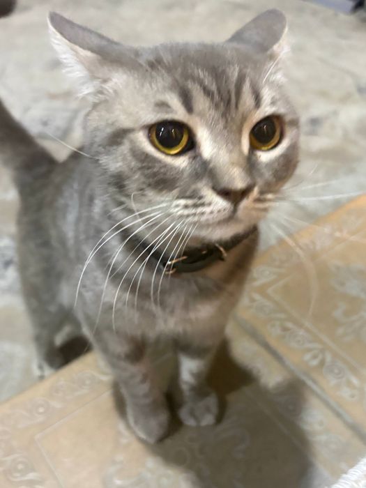 Кошка Скоттиш Страйт