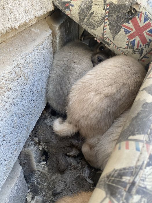 щенята бесплатно