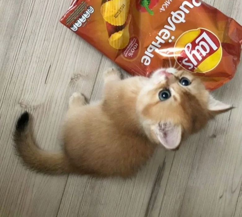Шиншиллки золотые шотландские котята