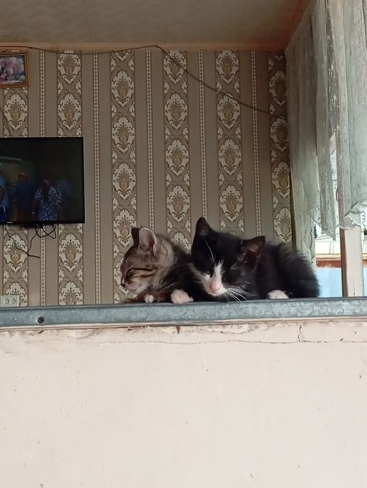 Мушук болалари берб юборилади