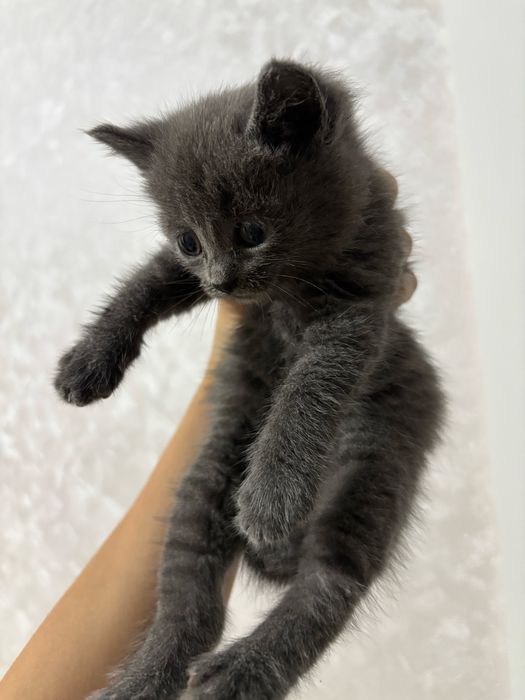 Отдам котенка в хорошие руки