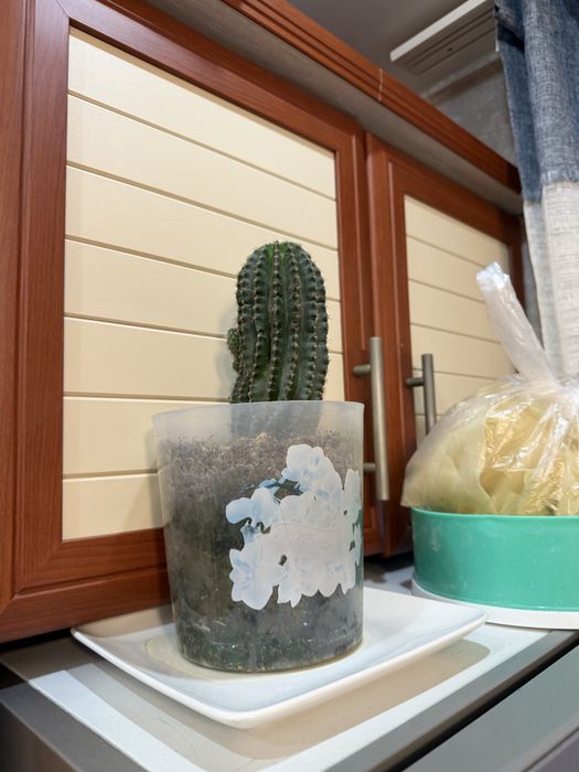 Комнатные цветы дома