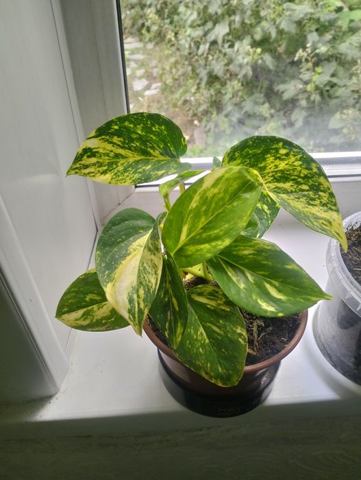 Комнатные растения