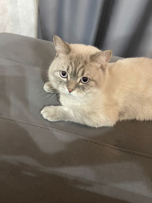 Красивый     кот