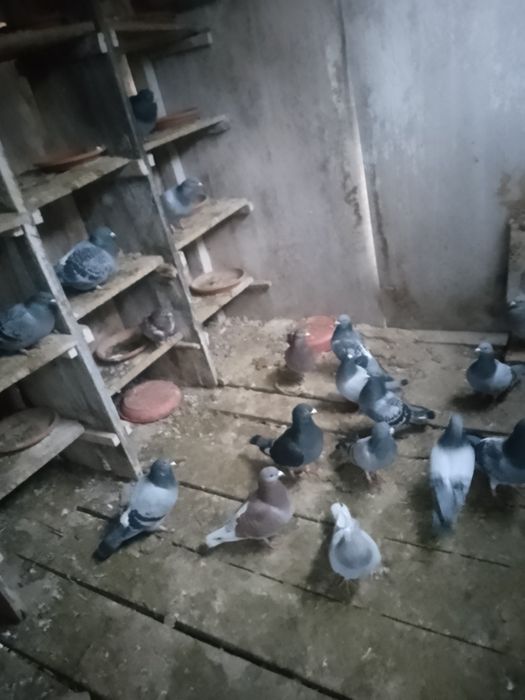 Vînd porumbei voiajori