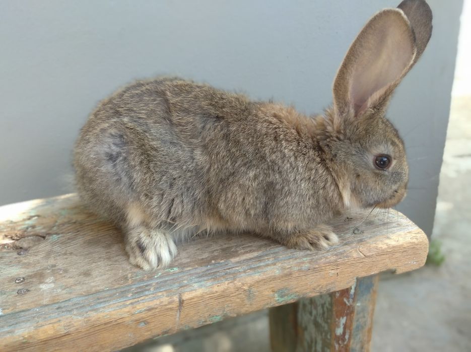 Quyon sotiladi flandr