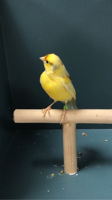 Канарейка (кенар) самец