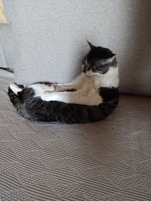 Отдаем кота в хорошие руки