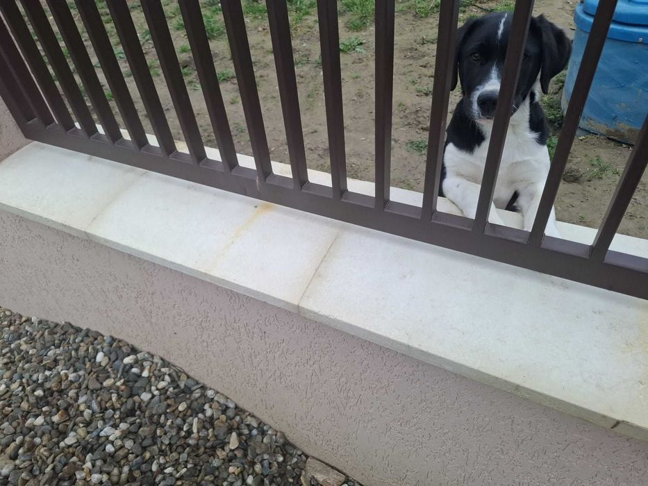 Adoptie labrador 5 luni