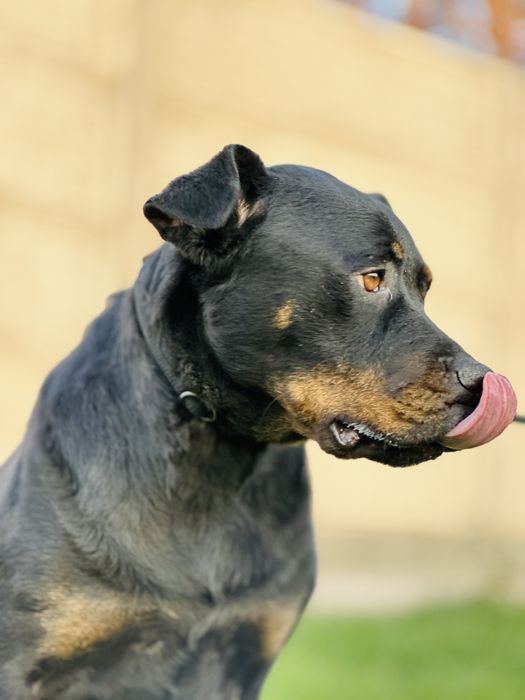 Ротвелер. 2 года. Ищет семью. Девочка