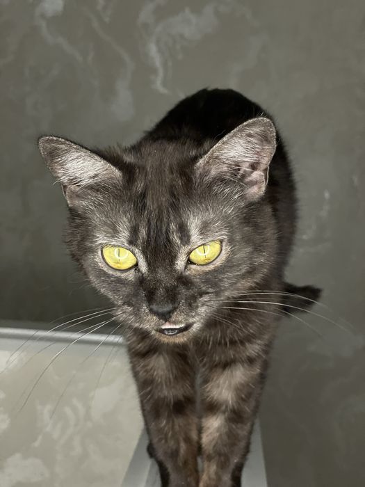 Кошечка ищет новый дом