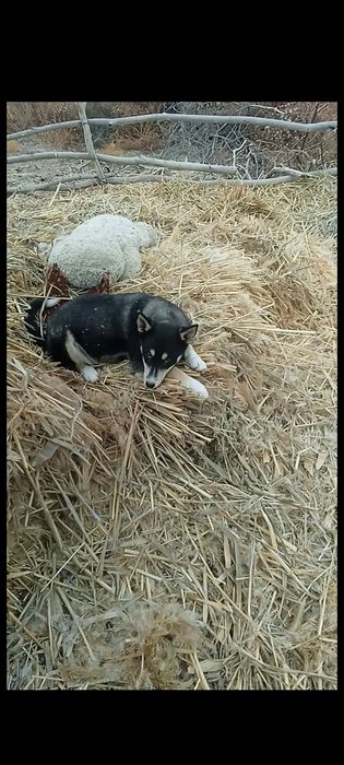 Лайка 3 айлық ұрғашы