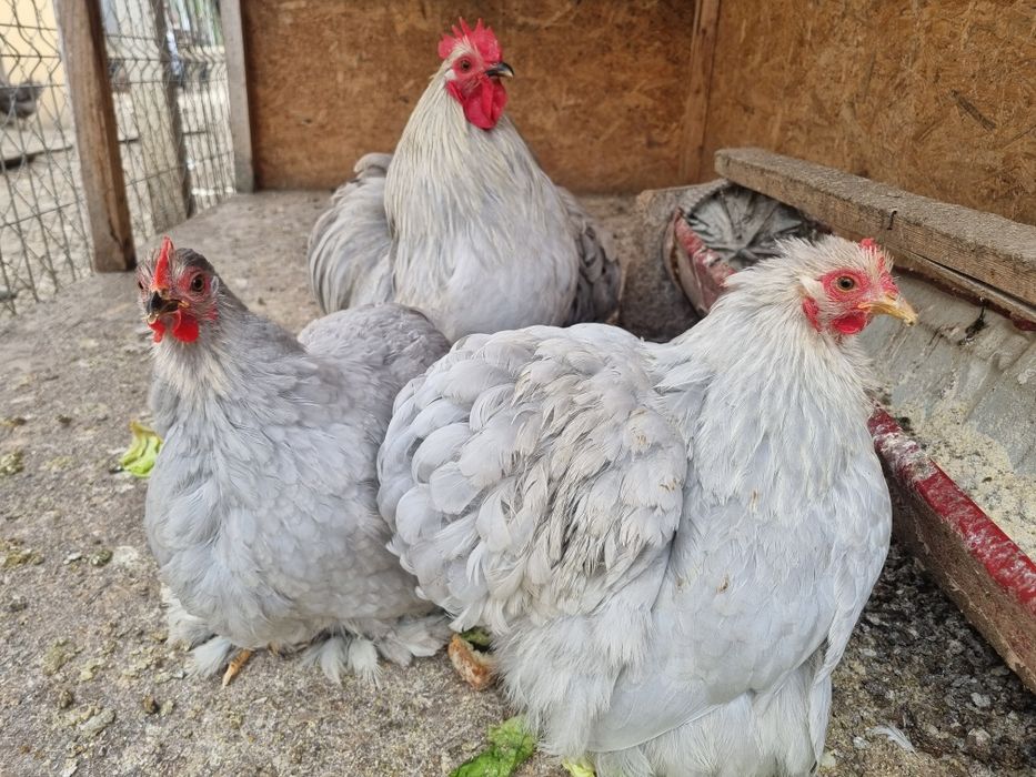 Vand chochinchina pitic lavandă