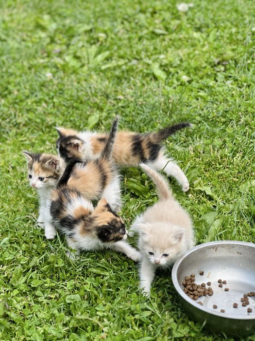 Красивые котикииии