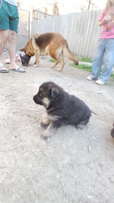 Ценок немецкая овчарка 1 месяц готов на продажу 150$