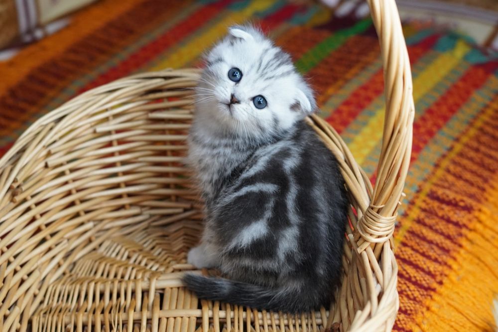 Шотландские котята