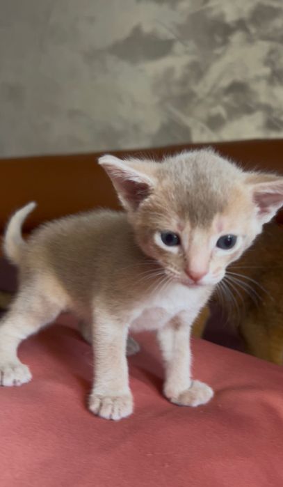 котенца абисински