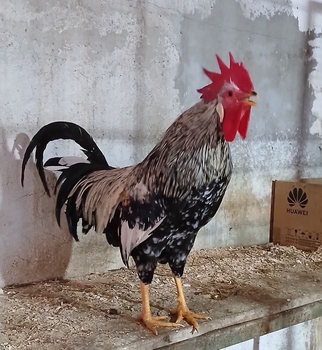 Oua incubat italiene