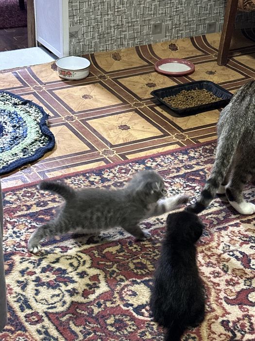 Котенок вислоухий мальчик, девочка цена договорная
