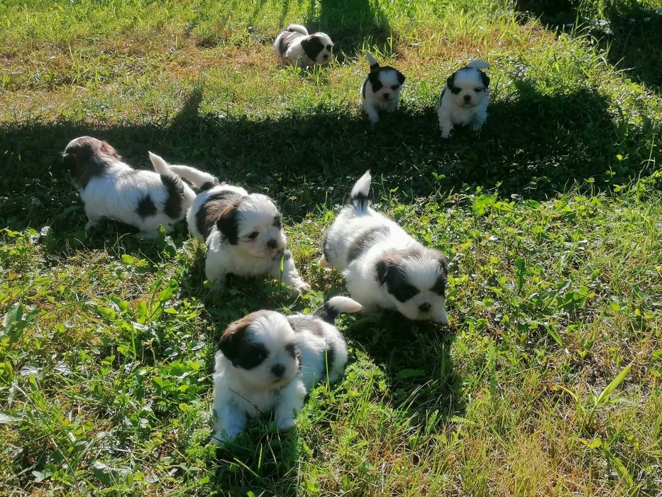 Pui shih tzu de vanzare