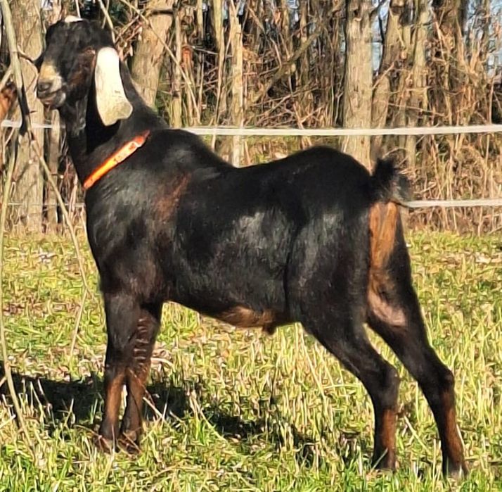 Țap Anglonubian cu pedigree din părinți campioni