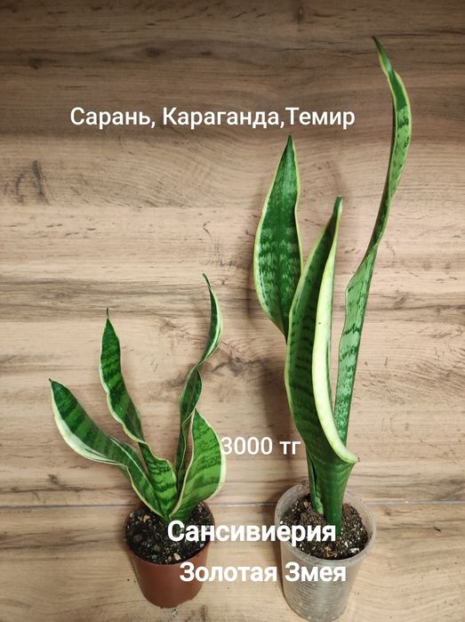 Сциндапсус,Нолина,Калла,