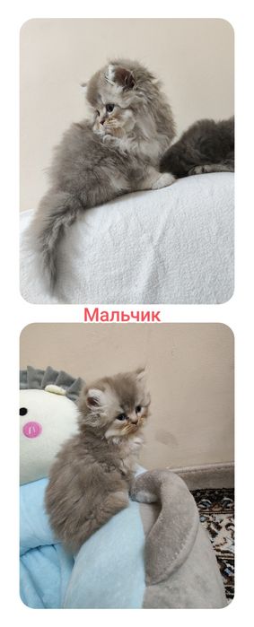 Британский+Шотландский котята (кошка)