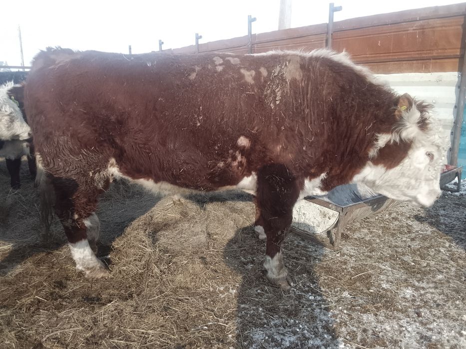 Продам Бык 1 категория