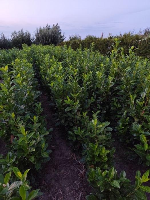 Photinia, leylandi