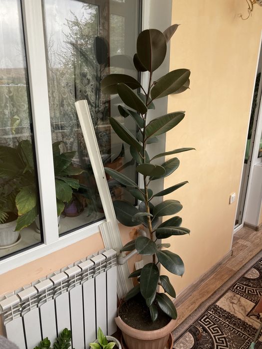 Продам Доллоровое дерево