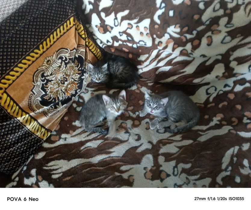 Котята 2 месяца, просто так в хорошие руки