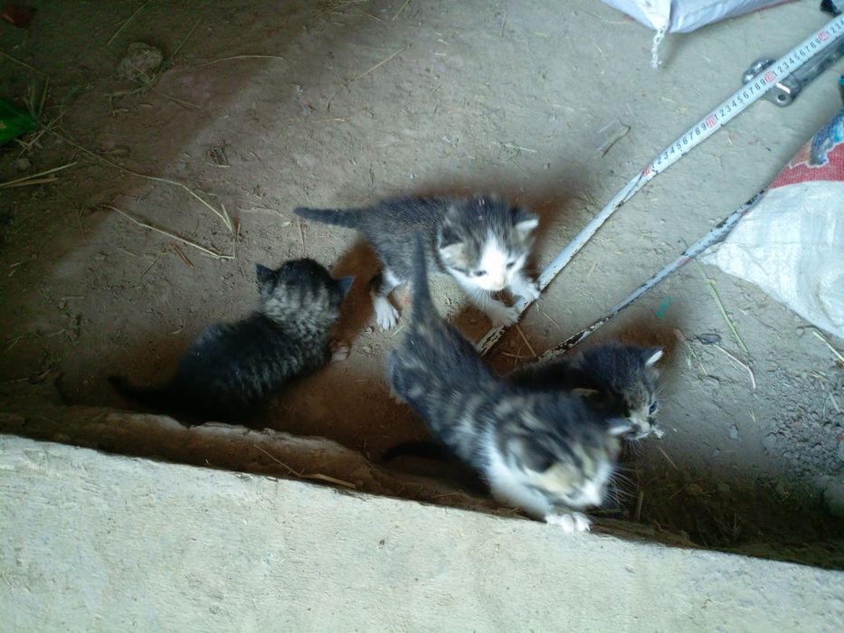 Mushuk bollari bilan