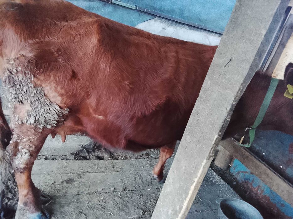 Корова  покрытая