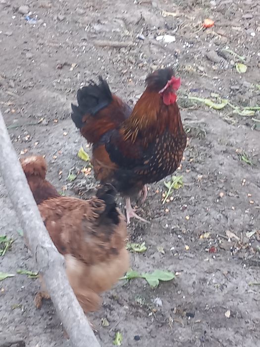 Cocos motat de vanzare