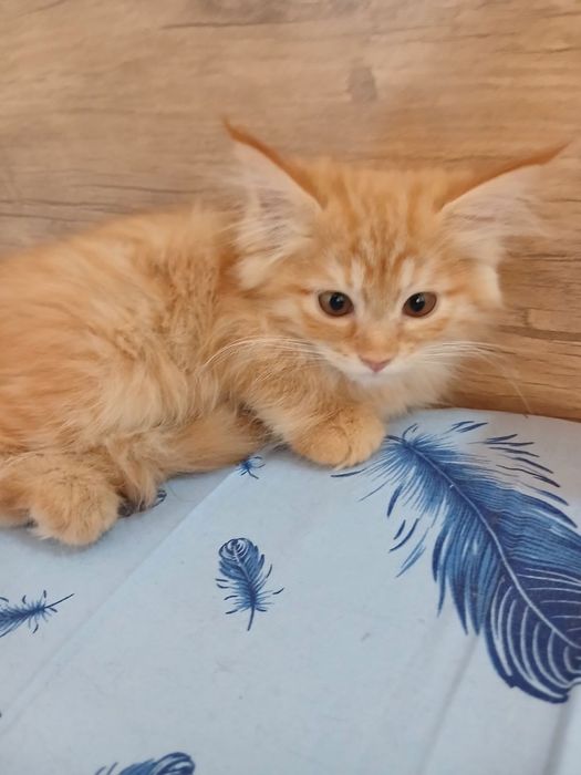 Котенок ищет дом