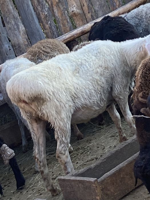 Жирные бараны кой токты марка