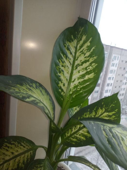 Продам цветок диффибабин