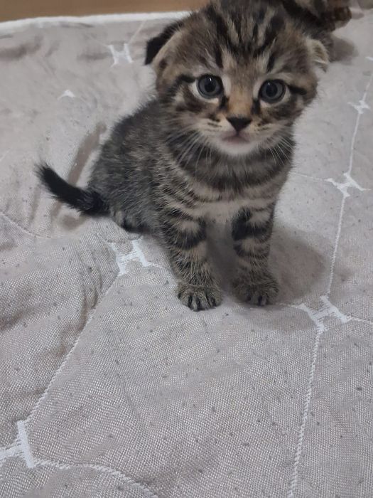 Вислоухие котята