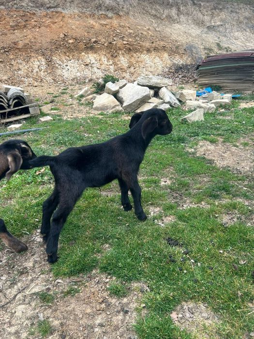 Vind căprițe la prima fătare la alegere