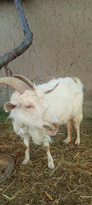 !Ona bola echki
!Zotli
!Bolasi:erke .urgochi
!2 litr suti bor
!Sroch