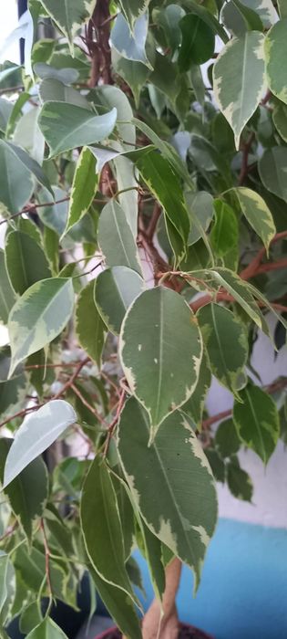 Продам цветы фикусы